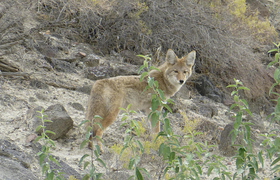Aggressive Coyote and Fox Encounters Reported in Southern Idaho