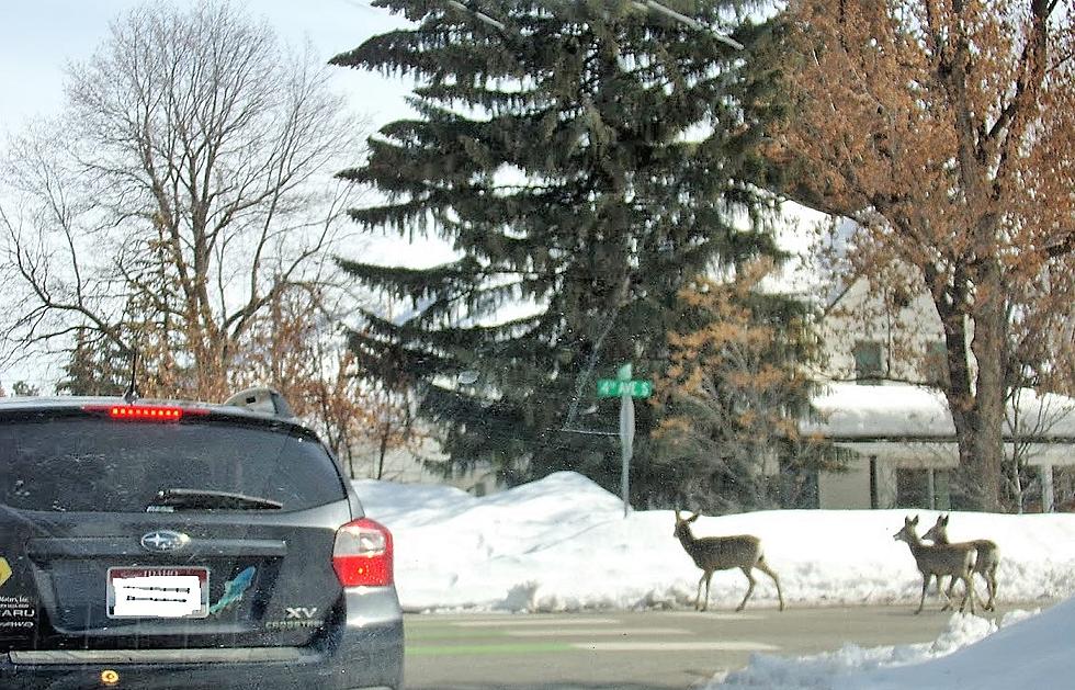 WARNING:  Don’t Feed the Wild Animals in Idaho