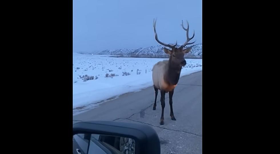 Angry Yellowstone Elk Punctures Jackass’s Tire