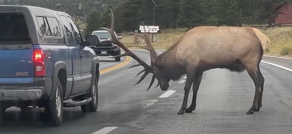 Angry Yellowstone Elk Punctures Jackass’s Tire