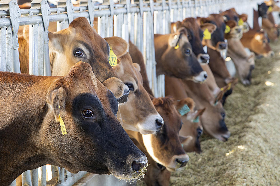 New Dairy Processing Facility Begins Construction in Southern Idaho