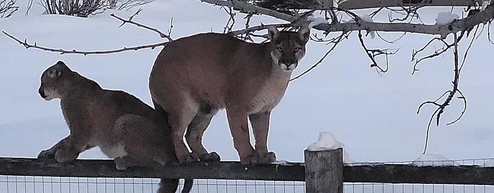 Mountain Lions in Hailey Neighborhood Removed and Euthanized