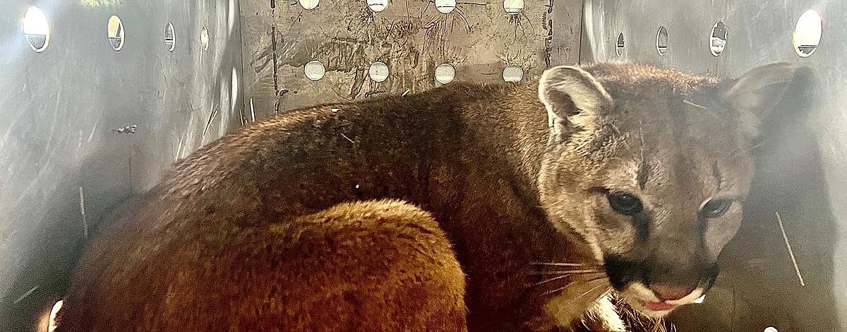 Mountain Lion Removed from East Idaho Town