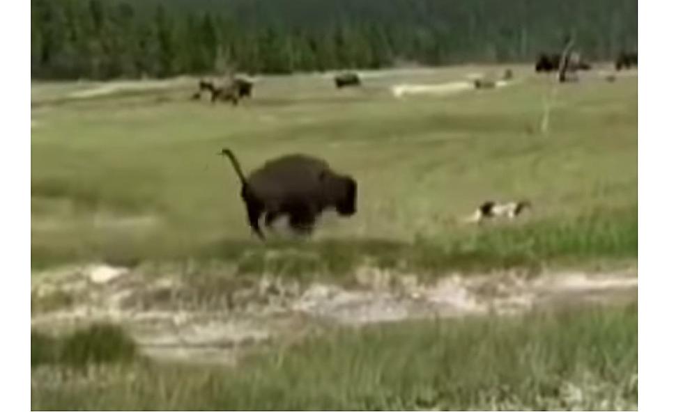 We Don’t Recommend This When a Yellowstone Bison Charges
