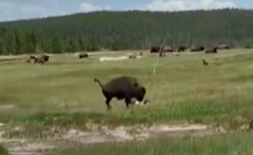 We Don&#8217;t Recommend This When a Yellowstone Bison Charges