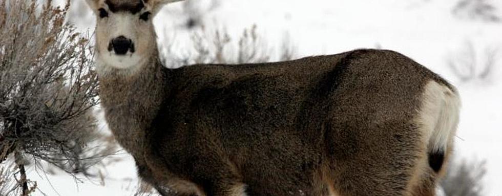 Idaho Mule Deer Pay the Price for the Harsh Winter