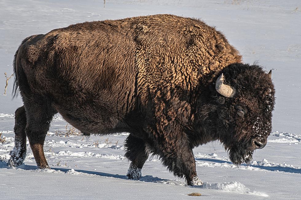 New Respect for Yellowstone Bison