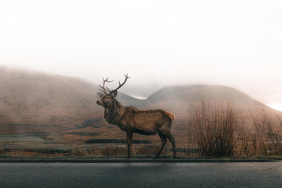 How Would You React if Approached by an Elk in Idaho?