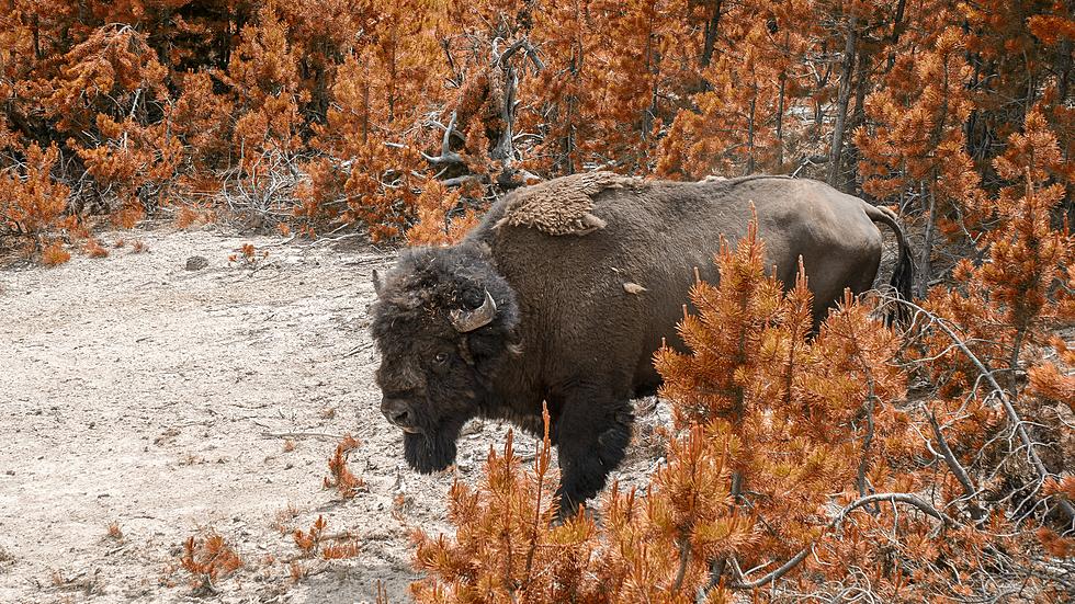 Yellowstone Bison Has a Josh Allen Attitude
