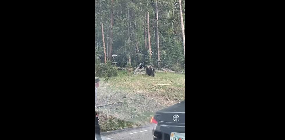 Yellowstone Ranger Stands up to Aggressive Grizzly