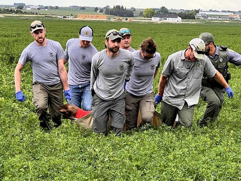 Idaho Fish and Game Removes Wandering Moose