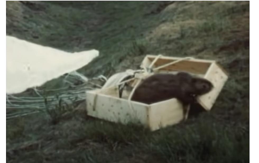 Idaho&#8217;s Parachuting Beavers Keep Making News Decades Later