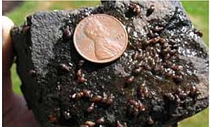 Before Quagga Mussels Idaho Had a Snail Infestation