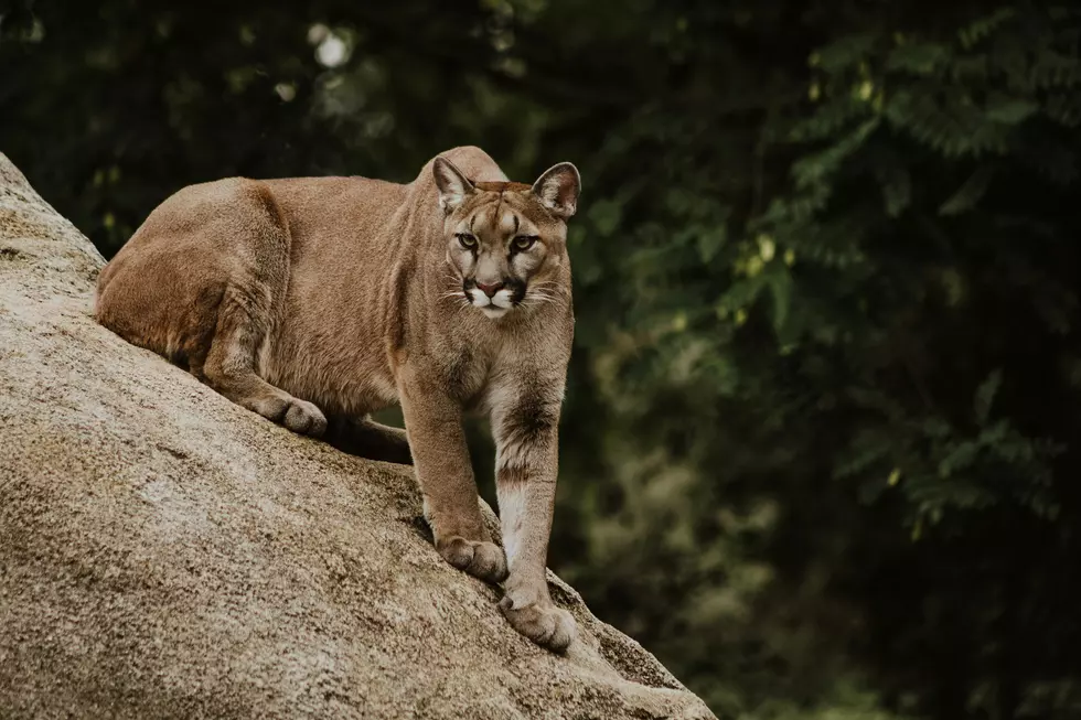 Mountain Lion Raids Chicken Coop in Twin Falls