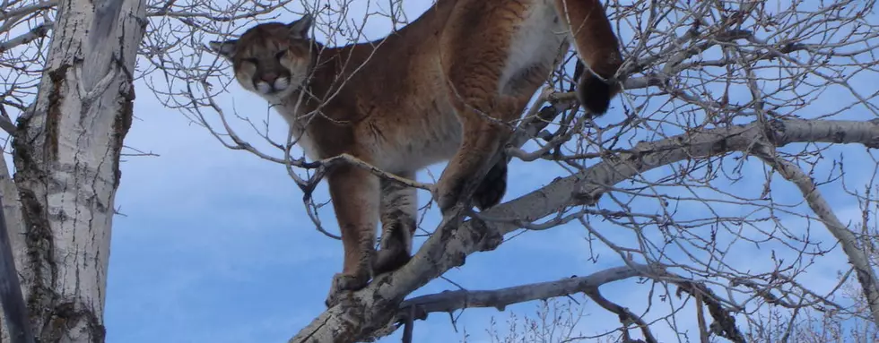 The Cause of all the Mountain Lion Sightings in Southern Idaho