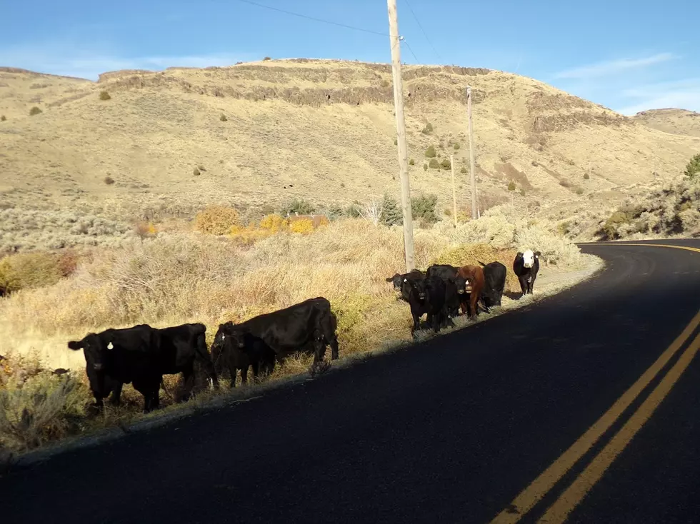 Could local ranchers use the help? Credit Bill Colley.