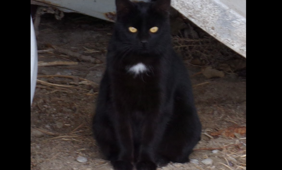 This Idaho Cat Predicts a Long Cold Winter