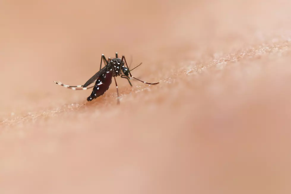 ALERT: West Nile Virus Detected Near Twin Falls