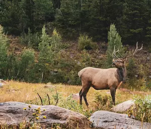 Idaho Man Dies After Collision with Elk