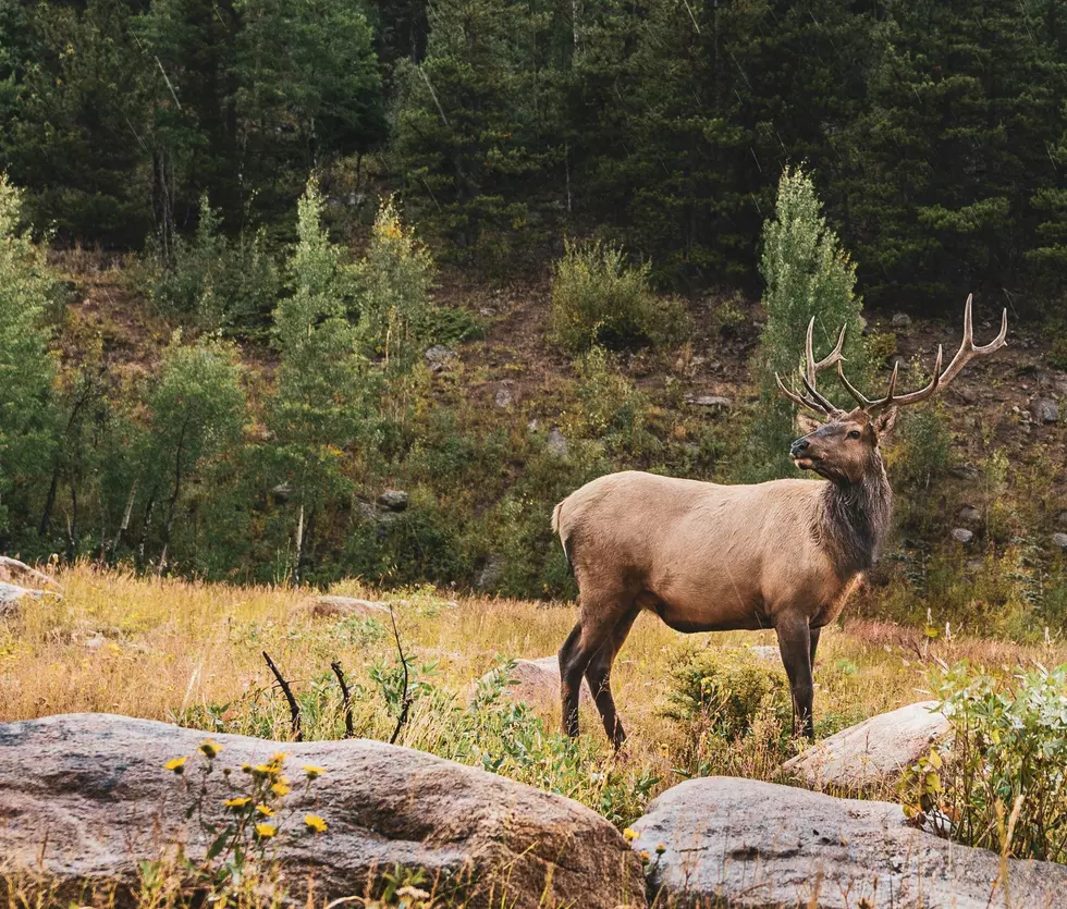 Idaho Man Dies After Collision with Elk
