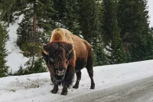 Playing Dead is an Unusual Defense Against a Yellowstone Bison