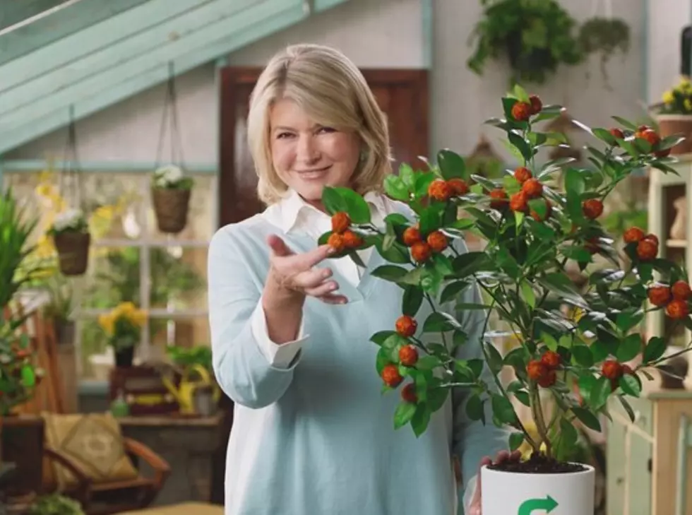 Martha Stewart Shows How to Grow Plant-Based Meatballs, For Subway