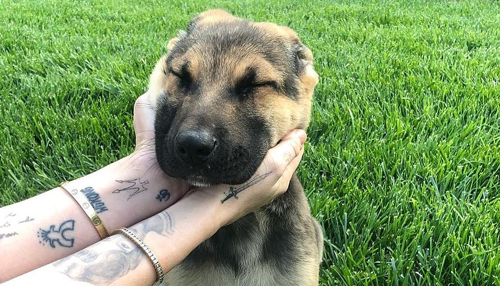 Miley Cyrus Adopts a Rescue Pup and Wants You to Consider It Too