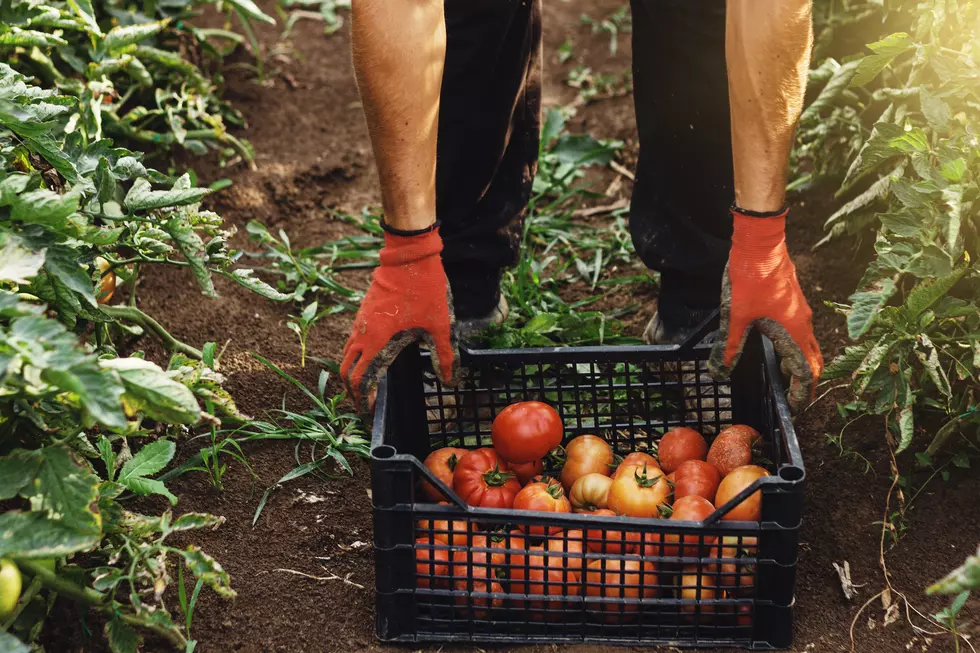 Plant-Based Eating and the Impact on Global Food Systems