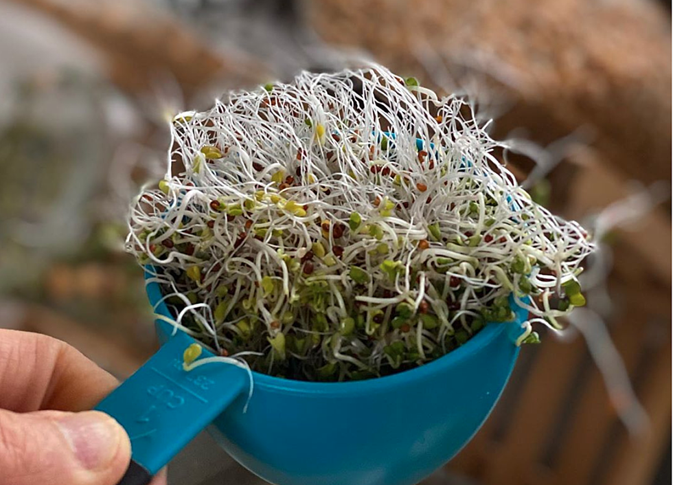 Doug Evans on the Health Benefits of Sprouting and Why You Should Start