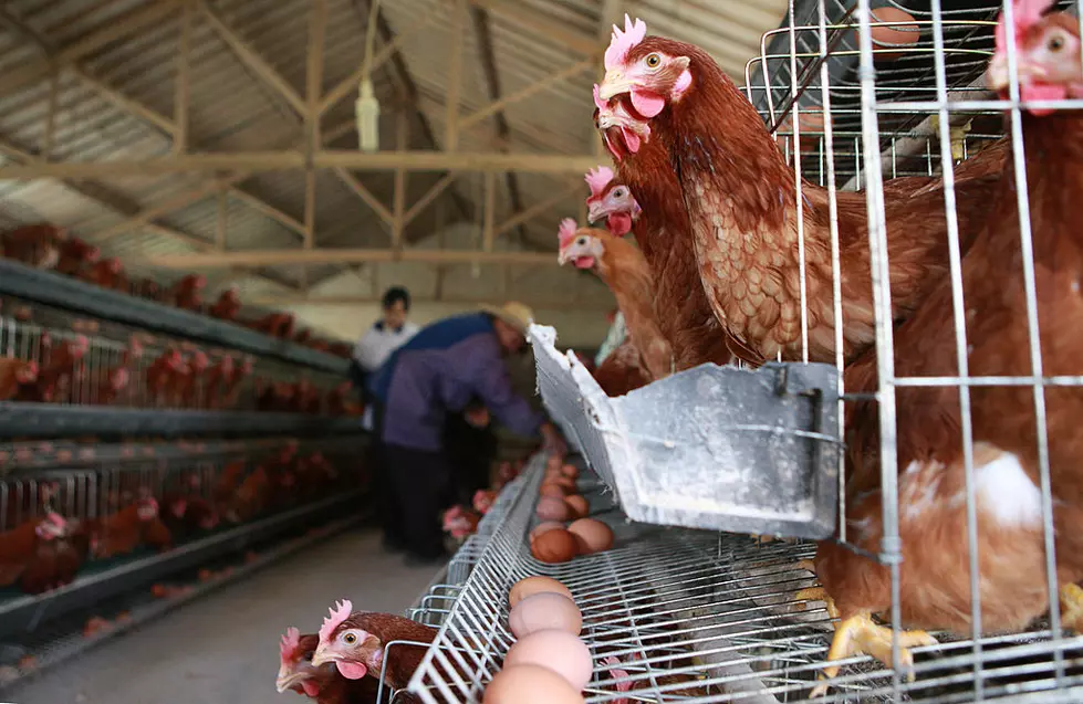 Saved: 1,000 Chickens Rescued from Egg Farm and Flown to Sanctuary in Cali