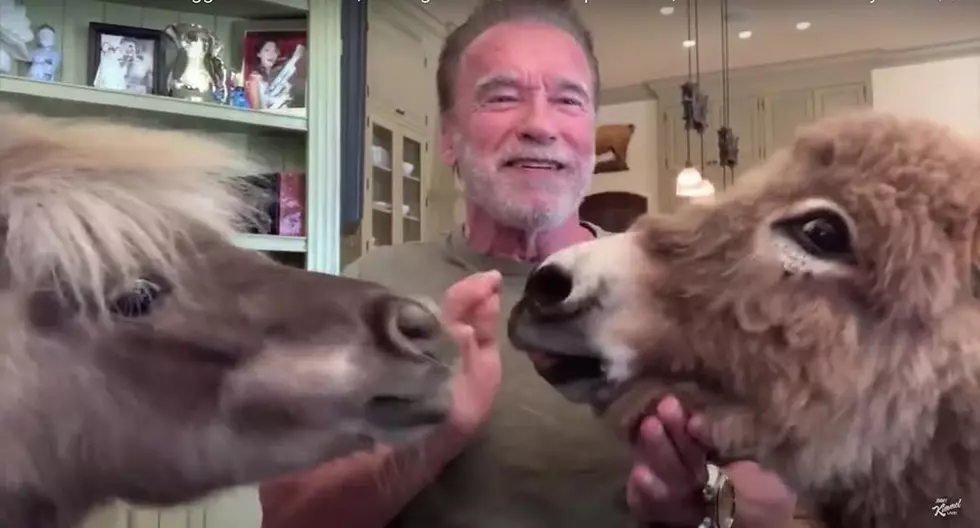 Arnold Schwarzenegger and His Donkey Lulu Enjoy Quality Time at the Gym