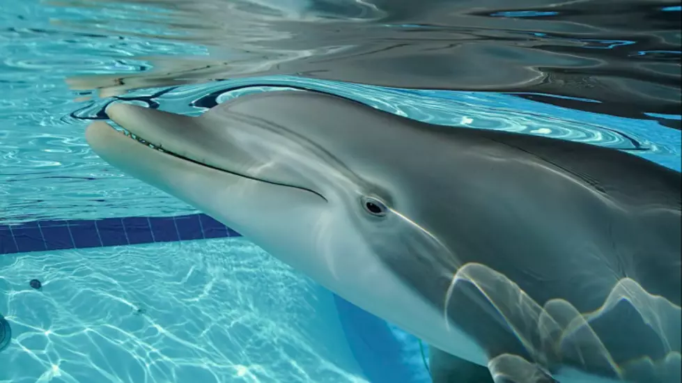 This Robotic Dolphin Could Change What You See at Marine Parks Forever