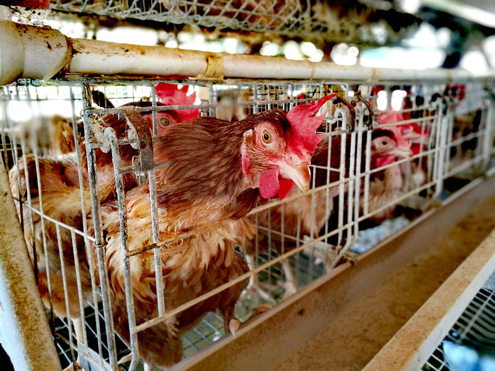 Colorado Becomes Sixth State to Ban Cages for Egg-Laying Hens