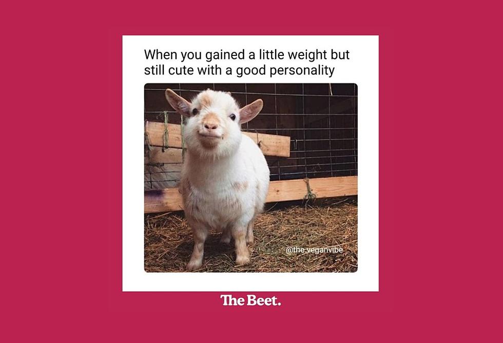 Our Top Ten Favorite Vegan Memes on the Internet Right Now
