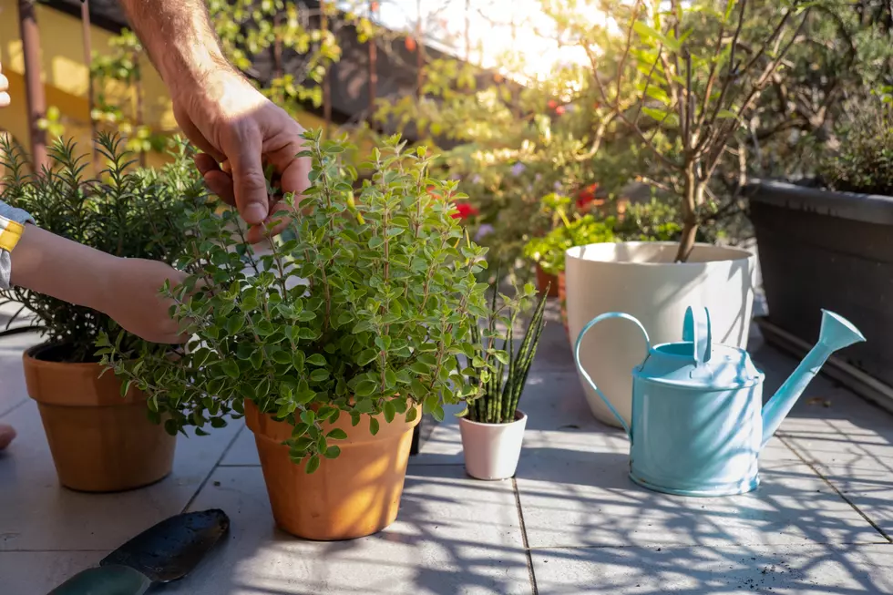 How to Grow Herbs and Vegetables in an Apartment or Balcony this Fall