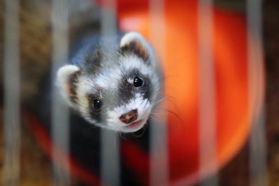 Poland, The World&#8217;s Third Largest Fur Producer, Aims to Ban Fur Farms