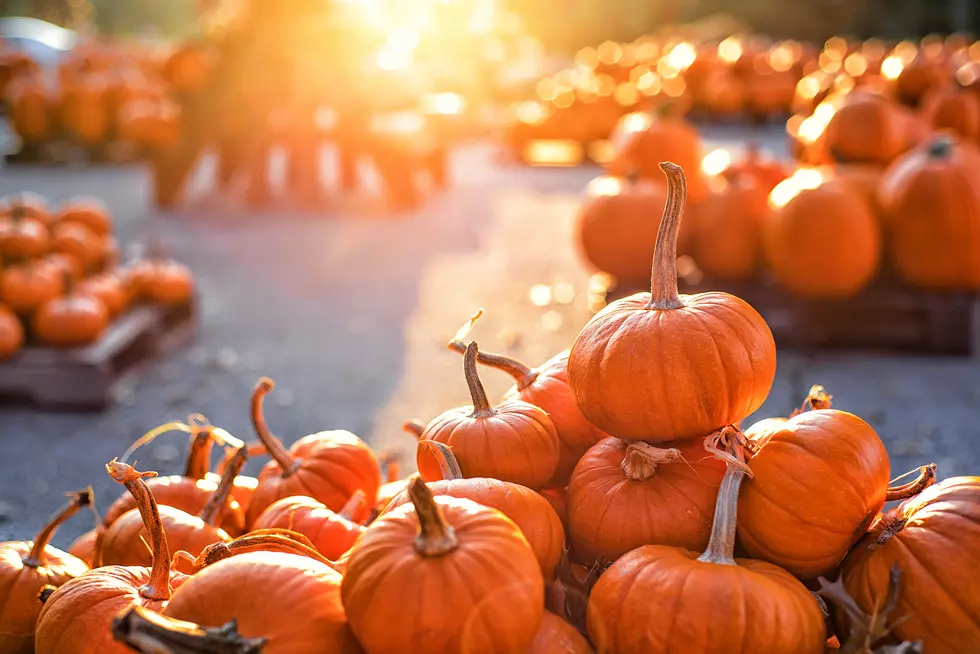 Montana: 2021 Pumpkin Patches, Mazes and Halloween Ranches