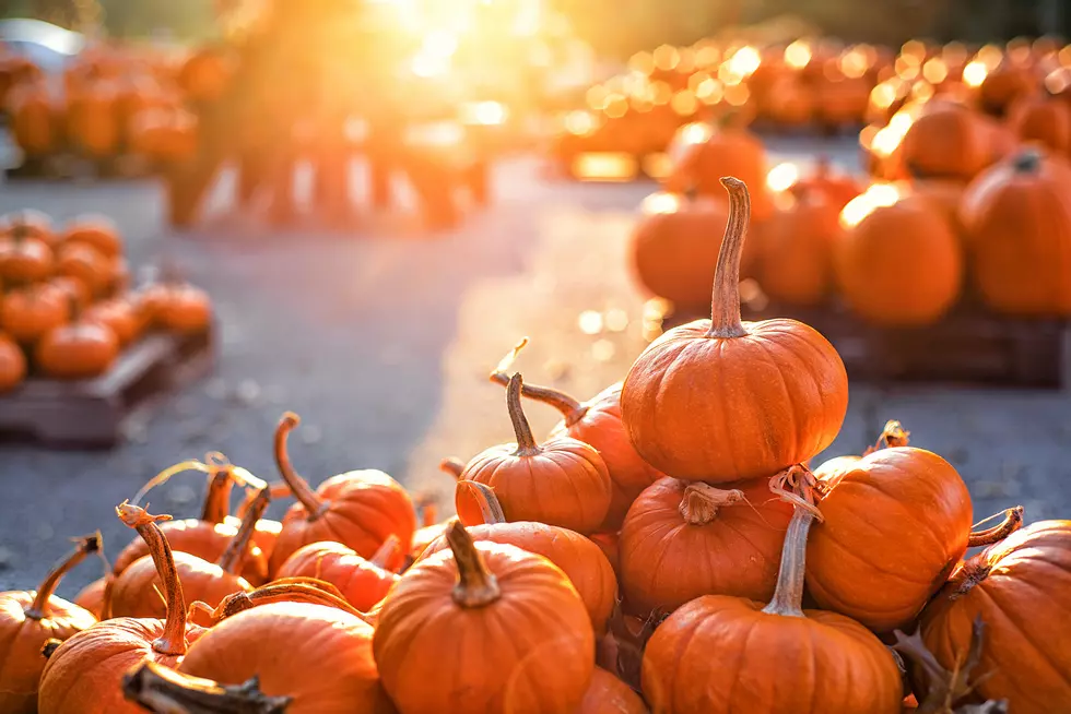 The Most Massive Pumpkin In America Breaks Records