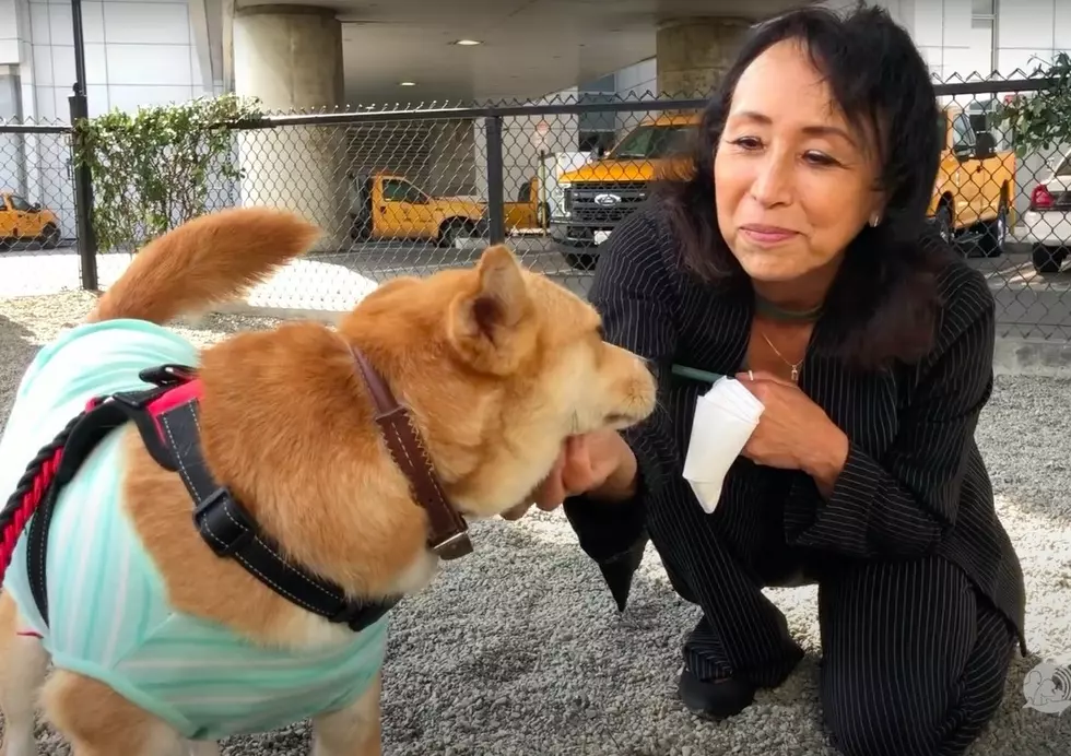 Vegan Entrepreneur Miyoko Schinner Rescues Dog From Meat Trader