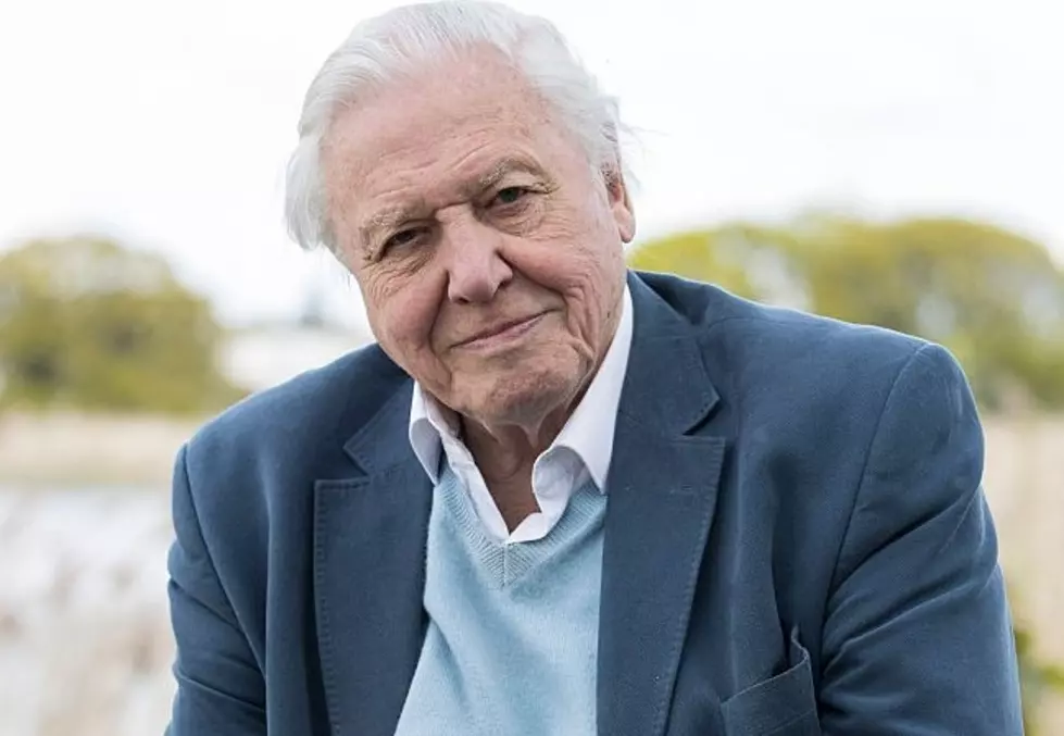 David Attenborough on How Saving Nature Will Ultimately Save Ourselves