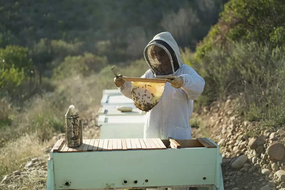 Is it Possible to Find Honey that Doesn&#8217;t Harm Bees?