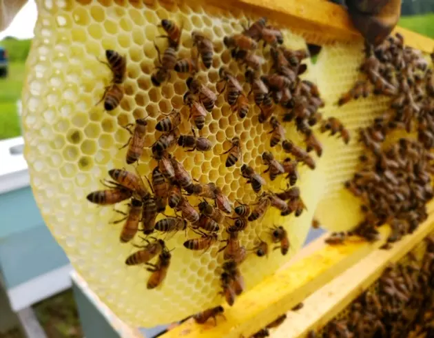 Is Honey Vegan? Everything You Need to Know About Why Bees Make