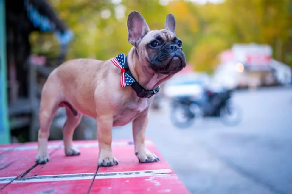 French Bulldog Named Wilbur Elected Mayor of Rabbit Hash, Kentucky