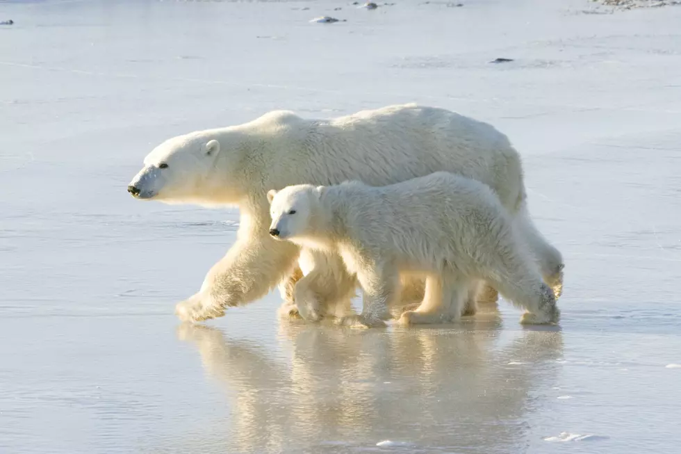 Norway May Become First European Country to Ban Import of Polar Bear Skins