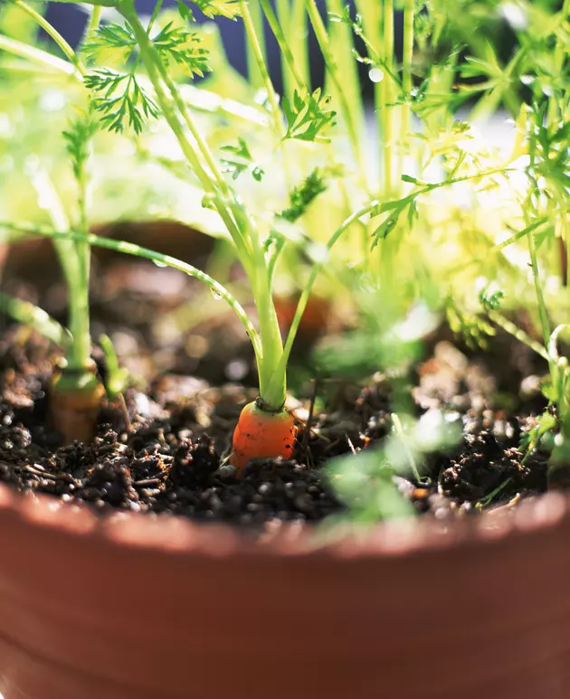 How to Grow Tomatoes From Seed in 6 Easy Steps