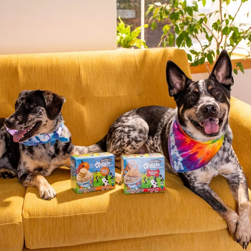Ben &#038; Jerry&#8217;s Launches Lactose-Free Doggie Desserts in Two Flavors