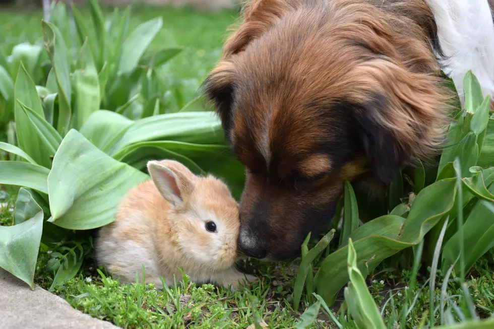 Virginia Becomes Fourth US State to Ban Cosmetic Animal Testing