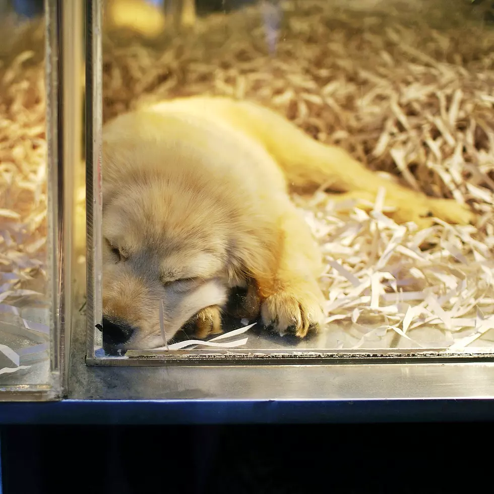 New York State to Ban Sales of Dogs, Cats, and Rabbits from Pet Stores