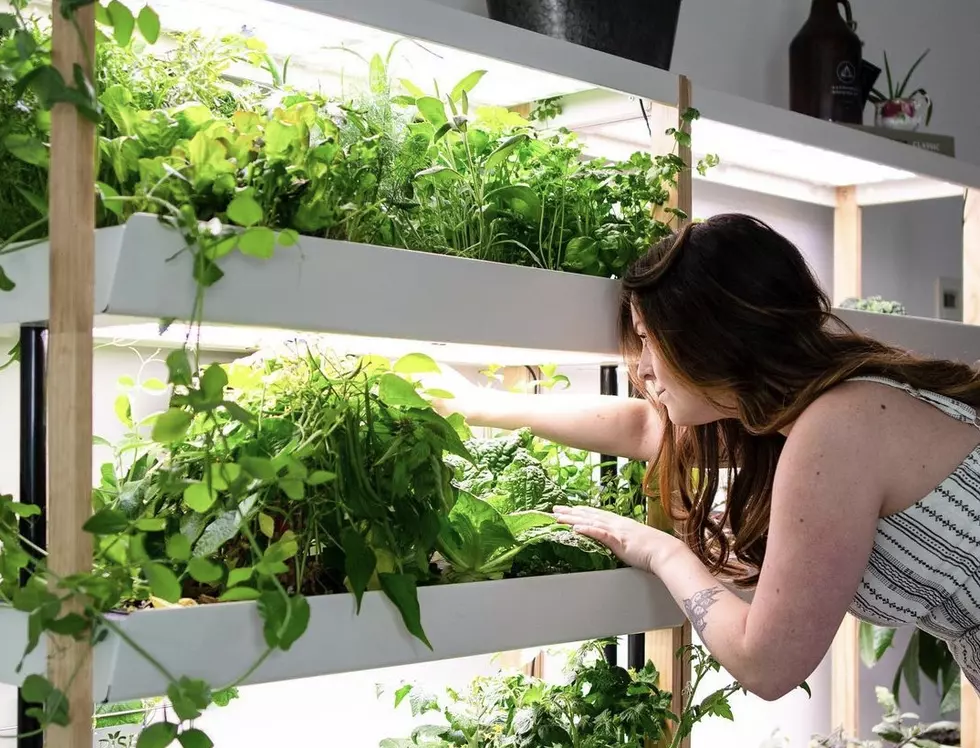 How to begin a home hydroponic garden