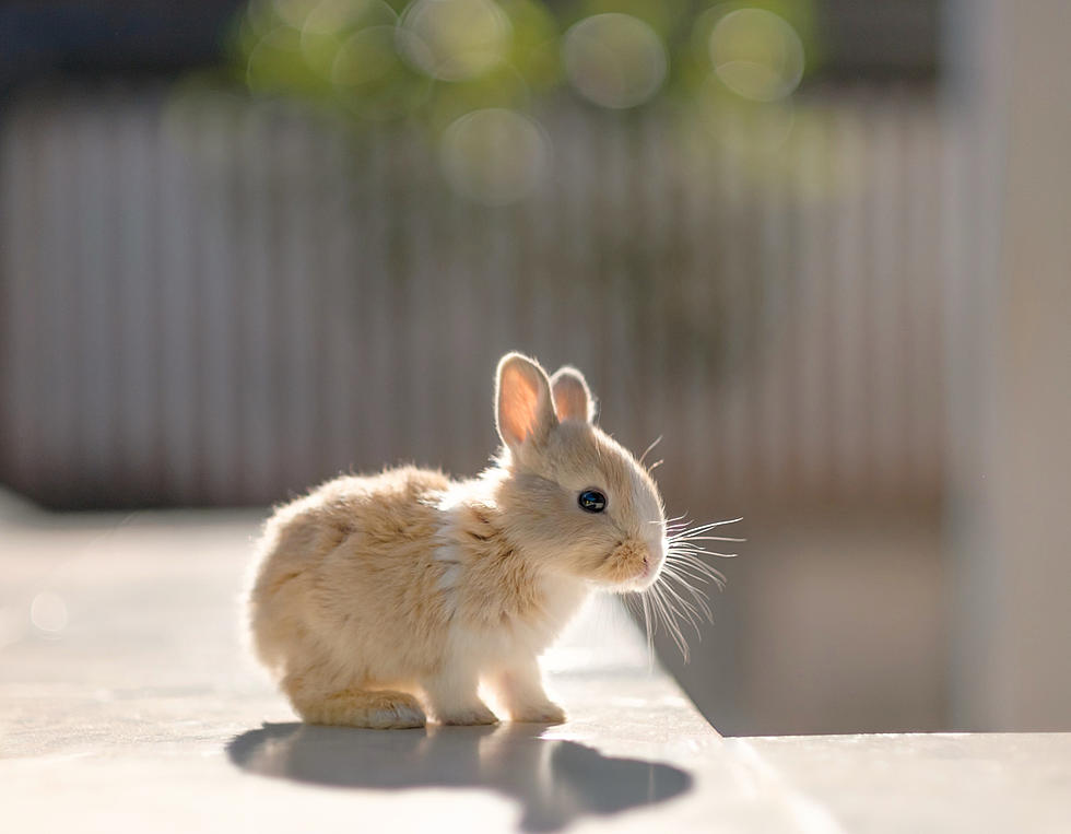 Maine Becomes Sixth US State to Ban Cosmetic Animal Testing